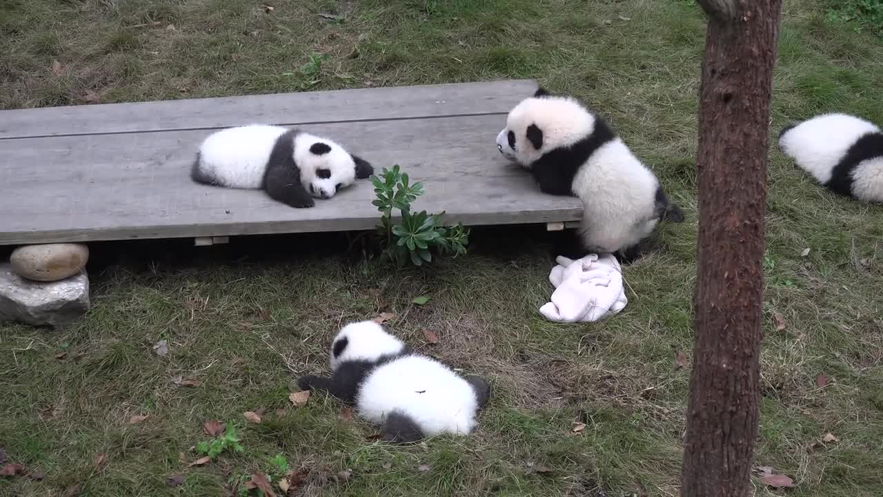 Giant Panda Breeding Center, Chengdu, China [Amazing Places 4K]