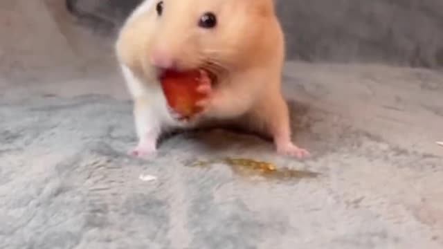 Nom Nom Nom Nom Nom 🍅🍿