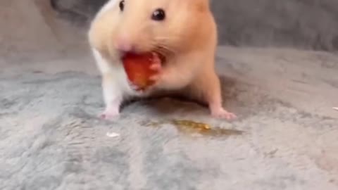 Nom Nom Nom Nom Nom 🍅🍿