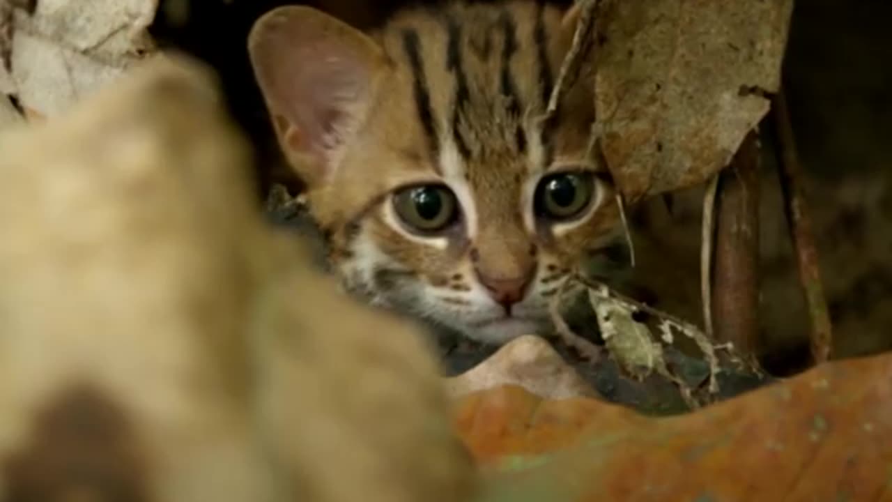 world smallest cat (cute small cat)