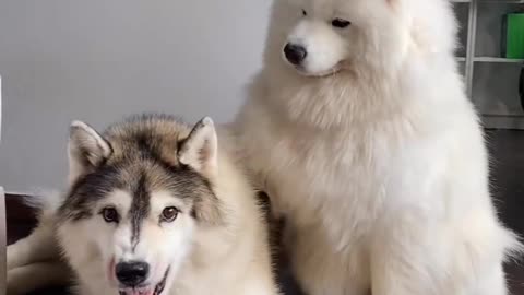 Cute dog video