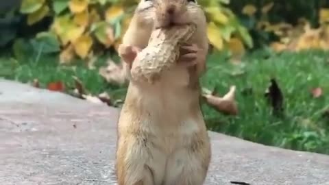 Meet chico the chipmunk! 🐿️