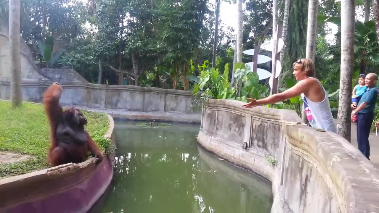 Clever orangutan makes a fair trade with Humam.