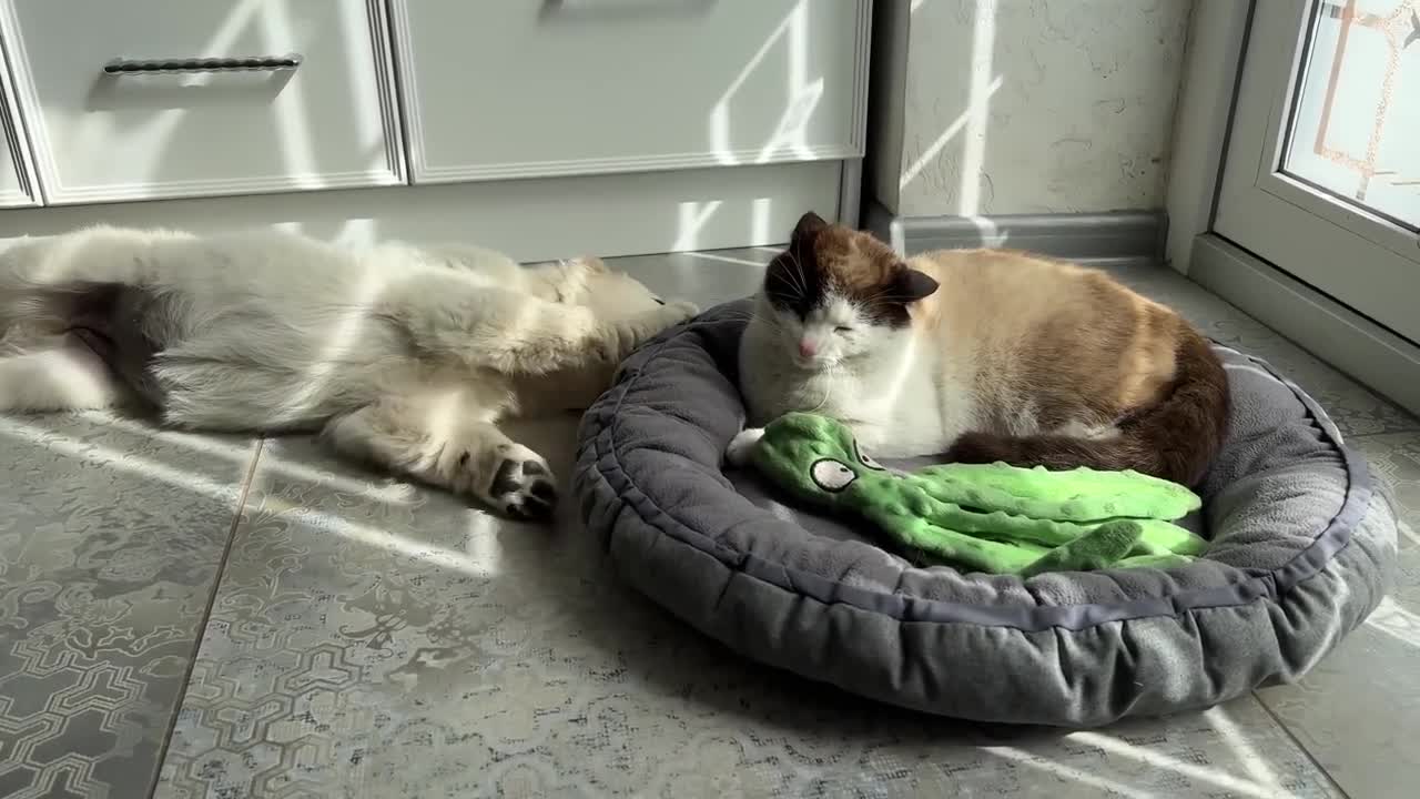 What does a Golden Retriever Puppy do when a Cat Occupied her Bed