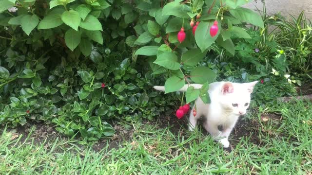 Funny Cute Cat in the garden