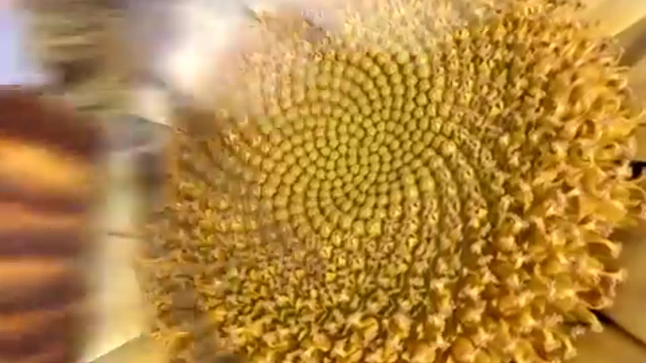 The Fibonacci Sequence Universal Mathematic Pattern That Proves Everything Was Created By One Creator~God’s Signature