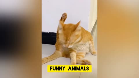 Funny animals😻