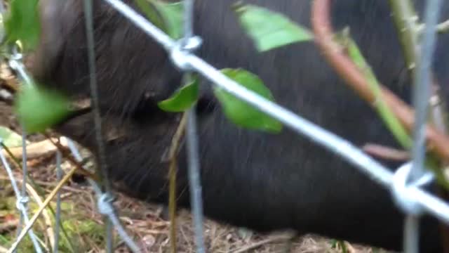 Piggies root at farm sanctuary