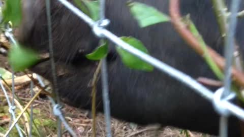 Piggies root at farm sanctuary