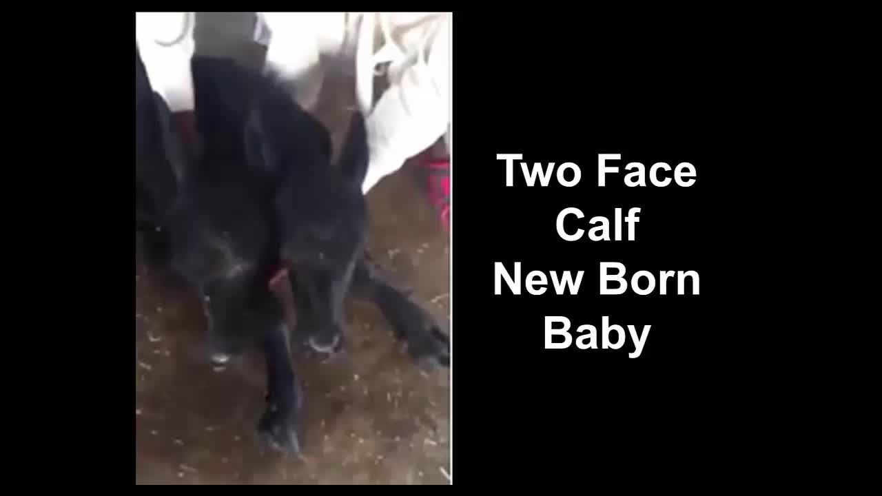 Two Face Calf New Born Baby Real Footage