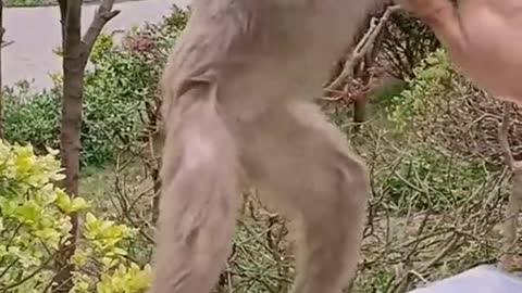 monkey