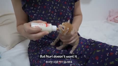 The Cute Action of a Kitten who Loves Human being!!!