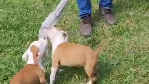 Dog funny video