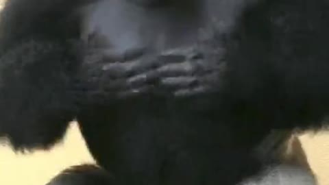 King Kong Lai Kai