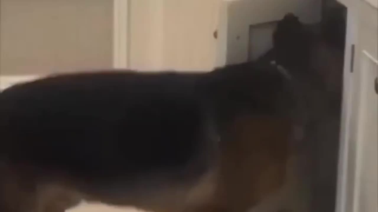 Funny Animal Videos 2023 😍 - Funniest Dogs and Cats Videos 🤣😻 #5