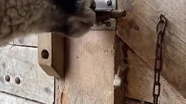 A close up look at Lovely breaking in