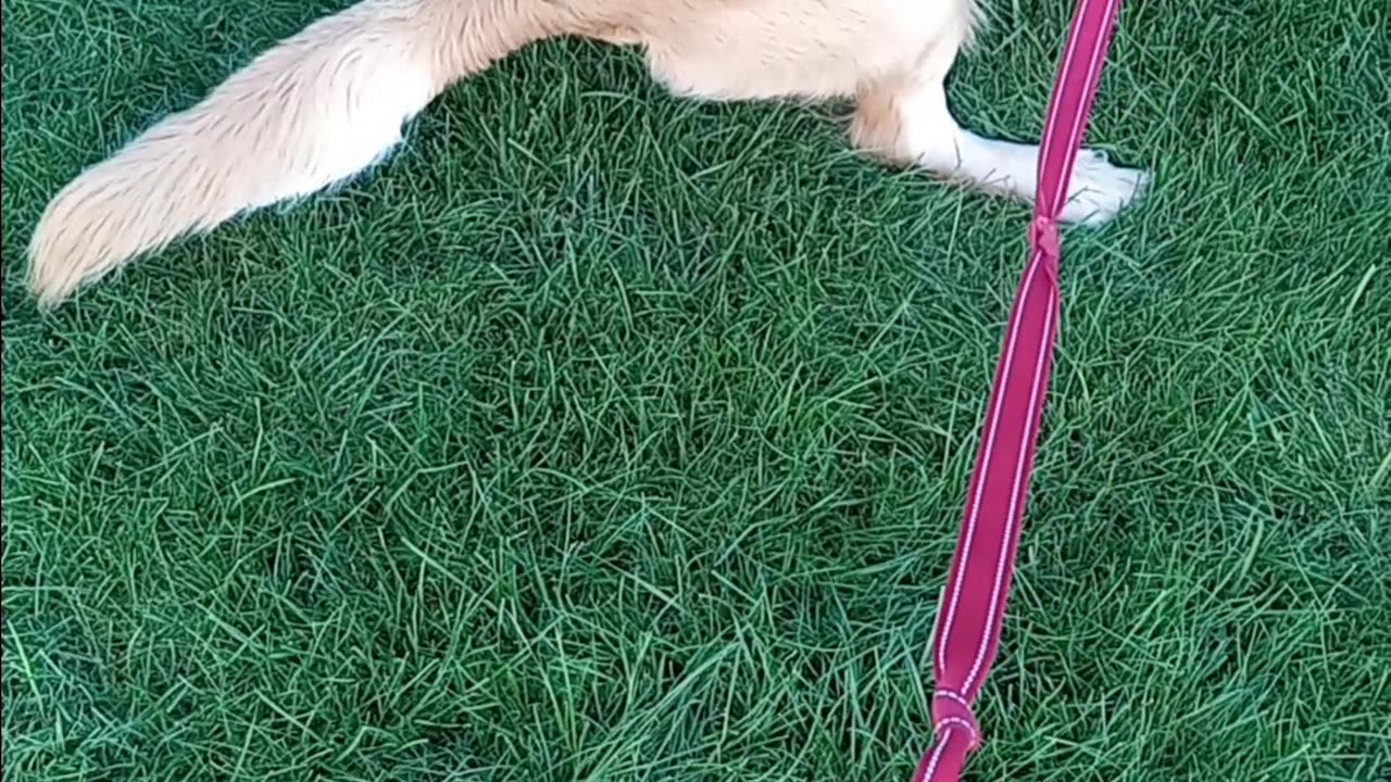 Golden retriever
