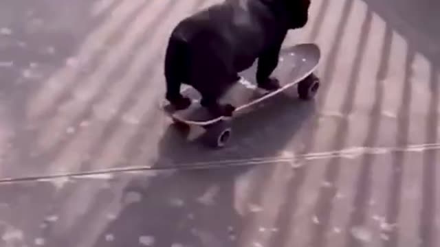 FUNNY ANIMALS VIDEOS TRY NOT TO LAUGH 🤣 | FUNNY CATS | FUNNY DOGS | CUTEST ANIMALS #SHORTS EP24