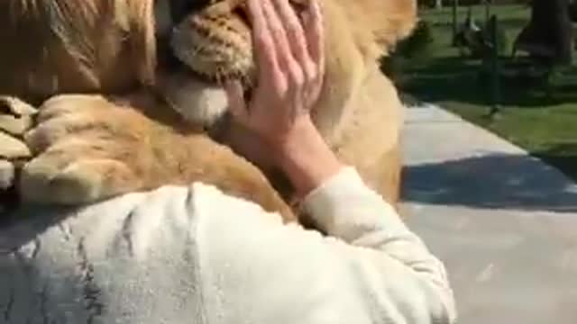 When a lioness is a human's friend