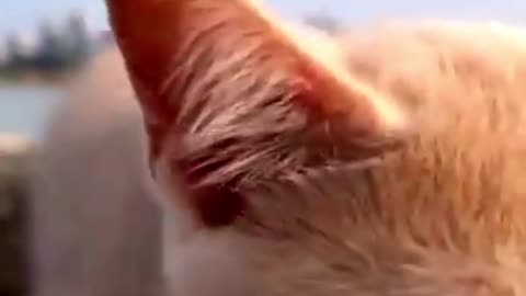 Cute cat lovely reaction