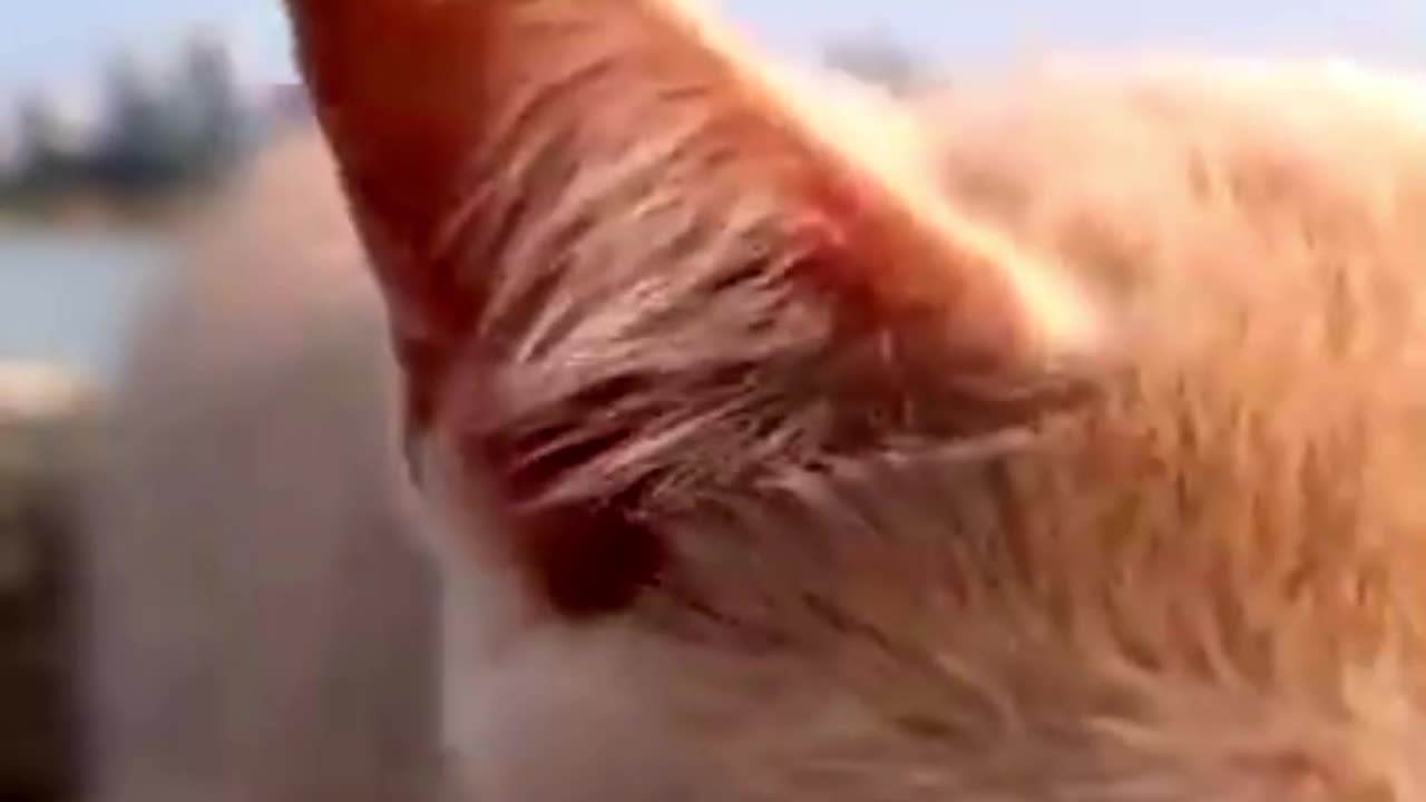 Cute cat lovely reaction