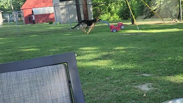 German Shepherd Runs Around Yard With Toy Car