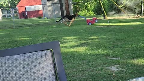 German Shepherd Runs Around Yard With Toy Car