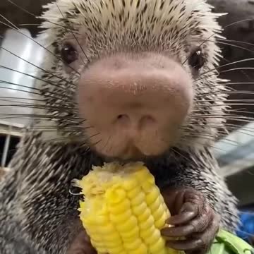 This is how a porcupette eats corn