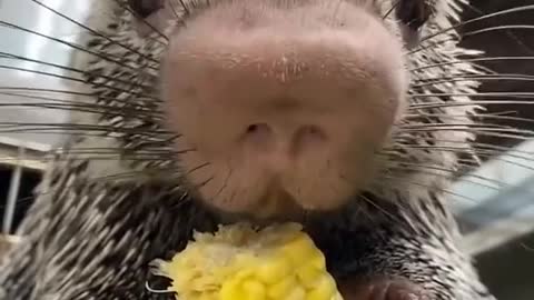 This is how a porcupette eats corn