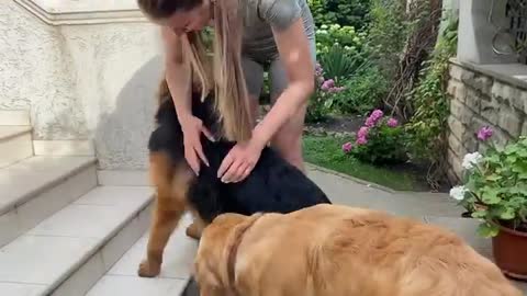 German Shepherd Puppy Cries Out Of Happiness After Being Apart From Owner
