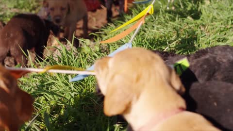 Cute Puppy Race