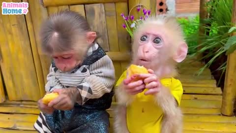 bibi harvests wheat to make cakes for baby monkeymonky