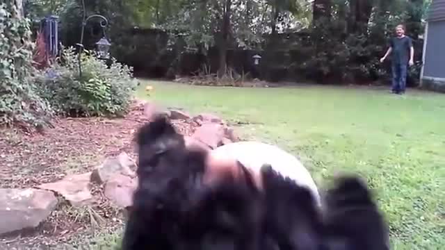 TRY NOT TO LAUGH!!!!