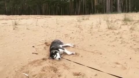 A dog lying on the ground.