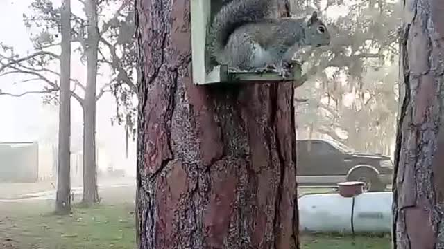 Live Squirrel Camera.