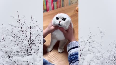 Compilation Cute Cats