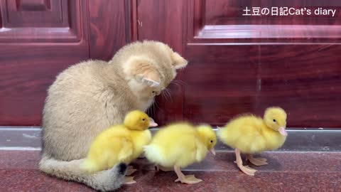 The kitten is the mother of the duckling and takes the duckling to eat delicious