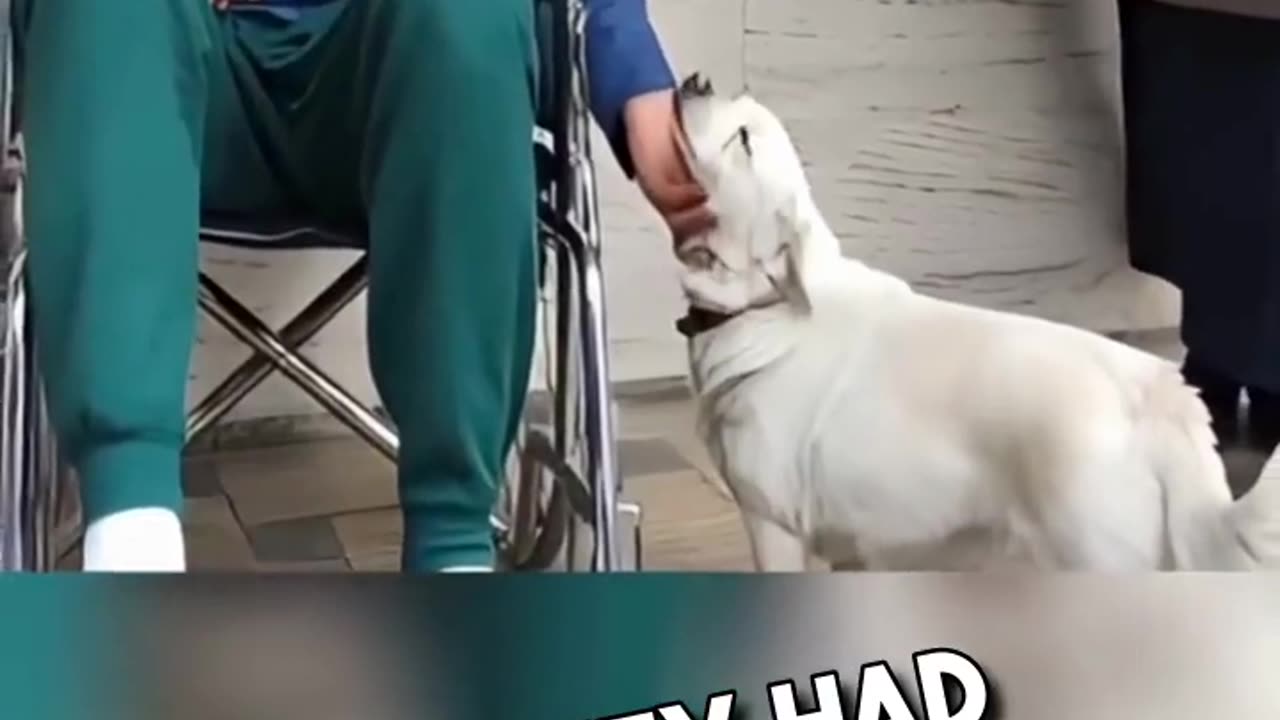 This dog waited for his owner for weeks really? 🥹💕