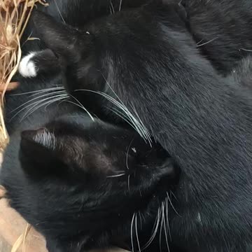 Brothers Zaz and Mr Fritz