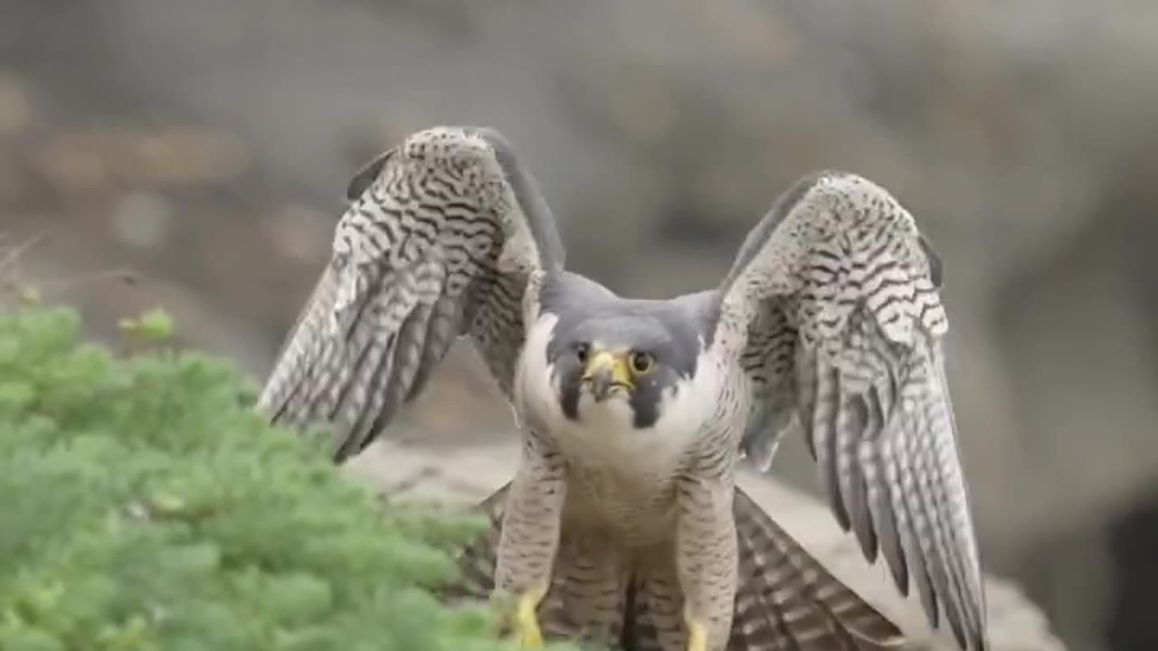 Peregrine Falcon sticks her landing