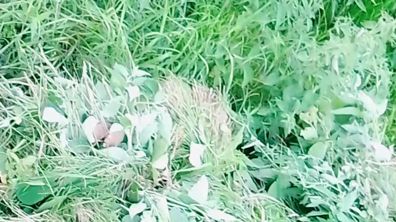Cut the green grass|| ham chale ghas kaatne