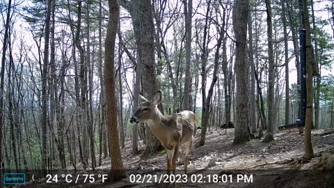 The Woods – 02/22/2023