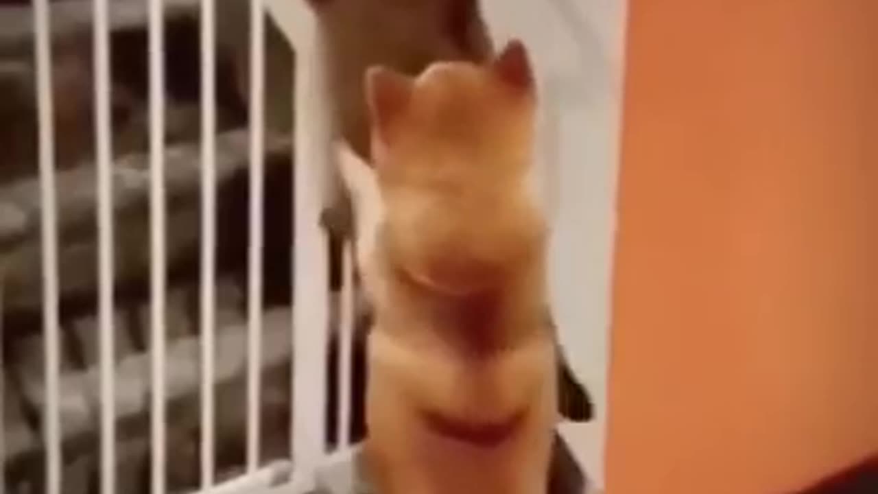 π€£π€£ππcat funny and cute