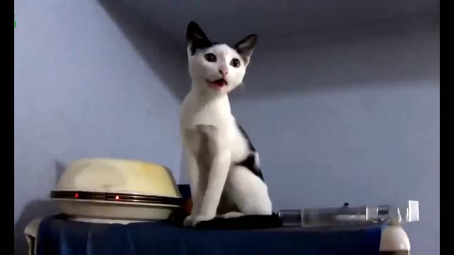 Cat remarkably startled by harmless object