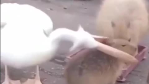 birds love funny