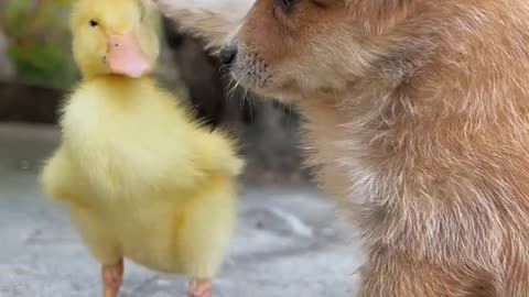 Animal funny videop🐶🐥