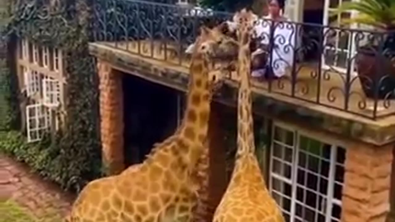 Good Vibes videos of Animals