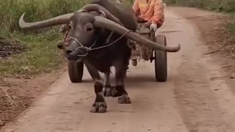 Huge buffalo bull with big horn walking