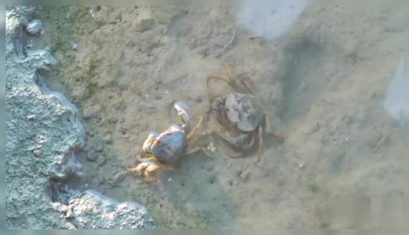 Different Types Of Crab Red Crab Sand Crab Crab Fight Nature Sea Creatures Ocean