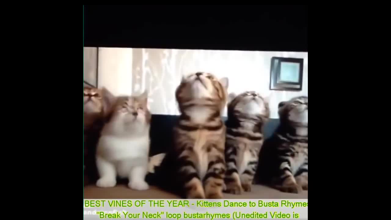 Funny Cats - Best Funny Cat Videos Ever - Funny Kitty Cat Vines Compilation №62